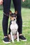 Young dog breed Basenji sitting in the Park on the green grass between the legs of the girl and looks at the camera