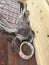 Young dog breed German Shorthaired Pointer  sleeping next to the bowl with food