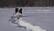 Young dog breed Papillon freezes in a snowdrift in winter park stock footage video