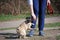 The young dog of breed a pug by nickname Bonnie walks in the park