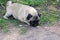 The young dog of breed a pug by nickname Bonnie walks in the park
