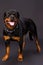 Young dog of breed a rottweiler.