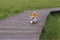 a young dog of breed Welsh Corgi Pembroke, a puppy, runs along a wooden path over the grass