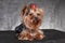 A young dog breed Yorkshire Terrier with a red bow