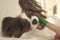 Young dog breeds Papillon Continental Toy Spaniel brushes teeth with toothbrush