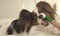 Young dog breeds Papillon Continental Toy Spaniel brushes teeth with toothbrush