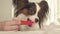 Young dog breeds Papillon Continental Toy Spaniel brushes teeth with toothbrush stock footage video