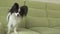 Young dog breeds Papillon Continental Toy Spaniel dog catches big ball and plays slow motion stock footage video