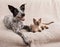 Young dog and cat lying side by side on a soft blanket