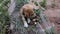 A young  dog  chews and eats a bone that is left over from its owner from the last meal
