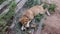 A young  dog  chews and eats a bone that is left over from its owner from the last meal