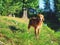 Young dog cooling off in lake water. Golden hairy puppy