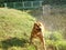 Young dog cooling off in lake water. Golden hairy puppy