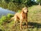 Young dog cooling off in lake water. Golden hairy puppy