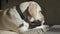 A young dog is eating a treat while lying on the couch.