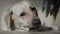 A young dog is eating a treat while lying on the couch.