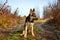 Young Dog German Shepherd in an autumn day. Puppy in yellow landscape