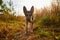 Young Dog German Shepherd in an autumn day. Puppy in yellow landscape