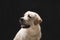 young dog labrador puppy in studio on black headshots profile portrait