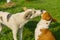 Young dog licks mature basenji dog showing affection to older friend