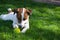 Young dog lies on the grass and playing with tennis ball