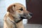 Young dog mongrel beautiful face close up looking away