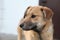 Young dog mongrel face close up, looking away