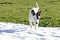 Young dog running in the spring over the meadow