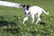 Young dog running in the spring over the meadow