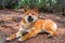 The young dog shiba-inu is lying down resting on the ground