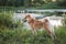 A young dog Shiba inu stands on the Bank of a pond on the green grass in the rays of the summer sun at sunset