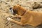 Young dog sitting on the sand beach of Atlantic Ocean. Concept for the summer adventures of purebreed dog at the seaside vacation