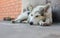 Young dog sleeping on a threshold