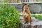 Young dog Staffordshire terrier calmly sits  near the green bush