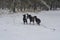 Young dogs frolic in the morning winter forest