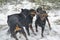 Young dogs frolic in the morning winter forest