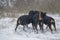 Young dogs frolic in the morning winter forest
