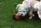 Young dogs playing  together on the meadow