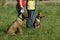 Young dogs at training