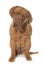 Young dogue de bordeaux