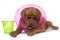 Young dogue de bordeaux