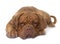 Young dogue de bordeaux