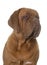 Young dogue de bordeaux