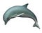 Young Dolphin. Isolated realistic illustration on