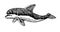 Young dolphin in profile, smart marine animal, for logo or emblem, engraving, sketch