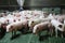 Young domestic breed piglets growing on modern animal farm