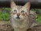 Young domestic cat (Felis silvestris catus)