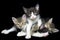 Young Domestic Cats Cutout