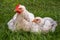 Young domestic chickens sitting on the green grass
