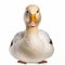 Young domestic duck isolated